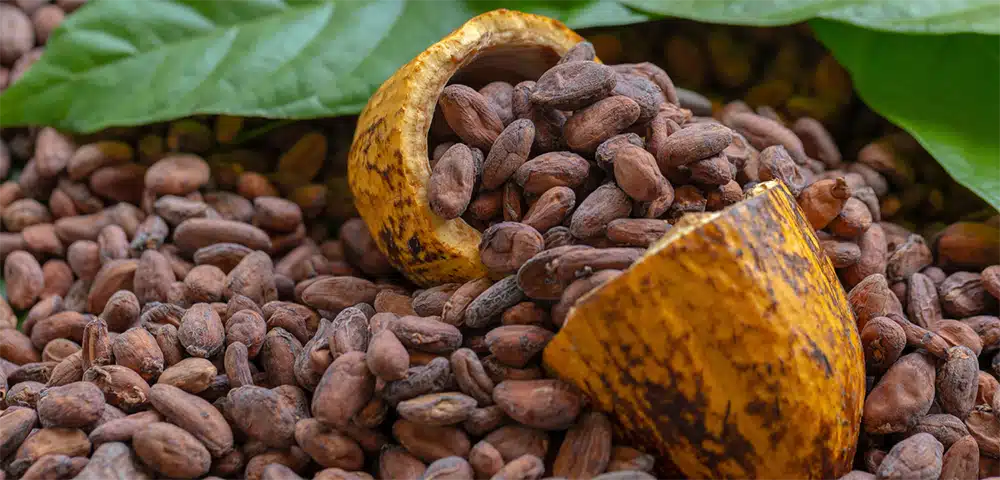 Ein Blick hinter die Kulissen von Kägi: Die Auswirkungen steigender Kakaopreise Image